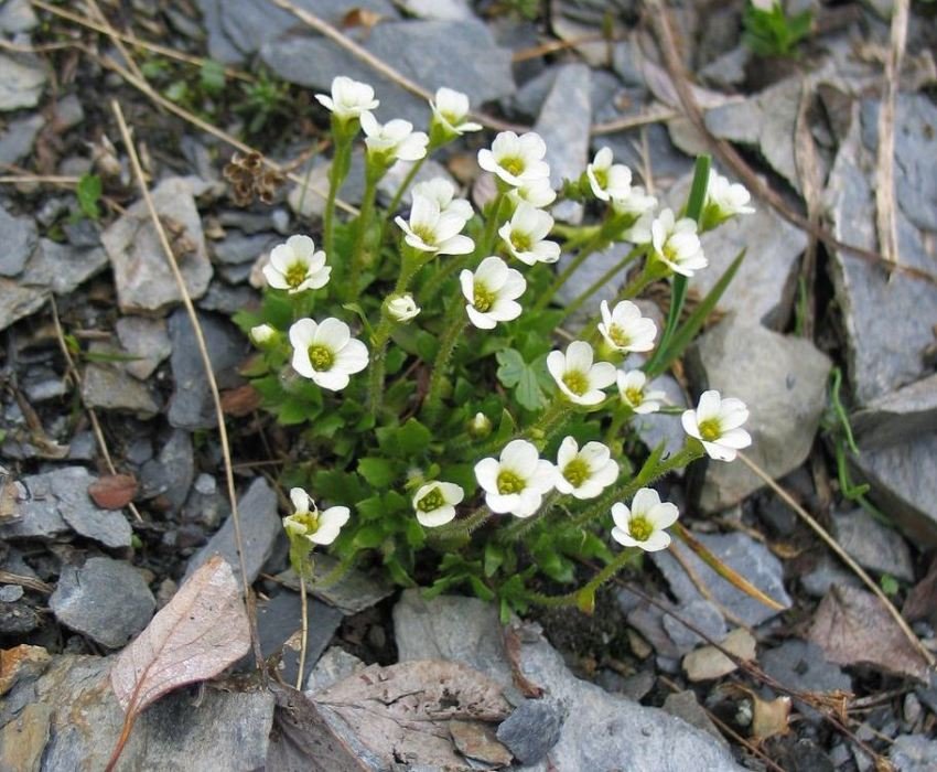 Alpine slide plants (coniferous, ground cover, flowering), names and photos of the most popular species in 2022