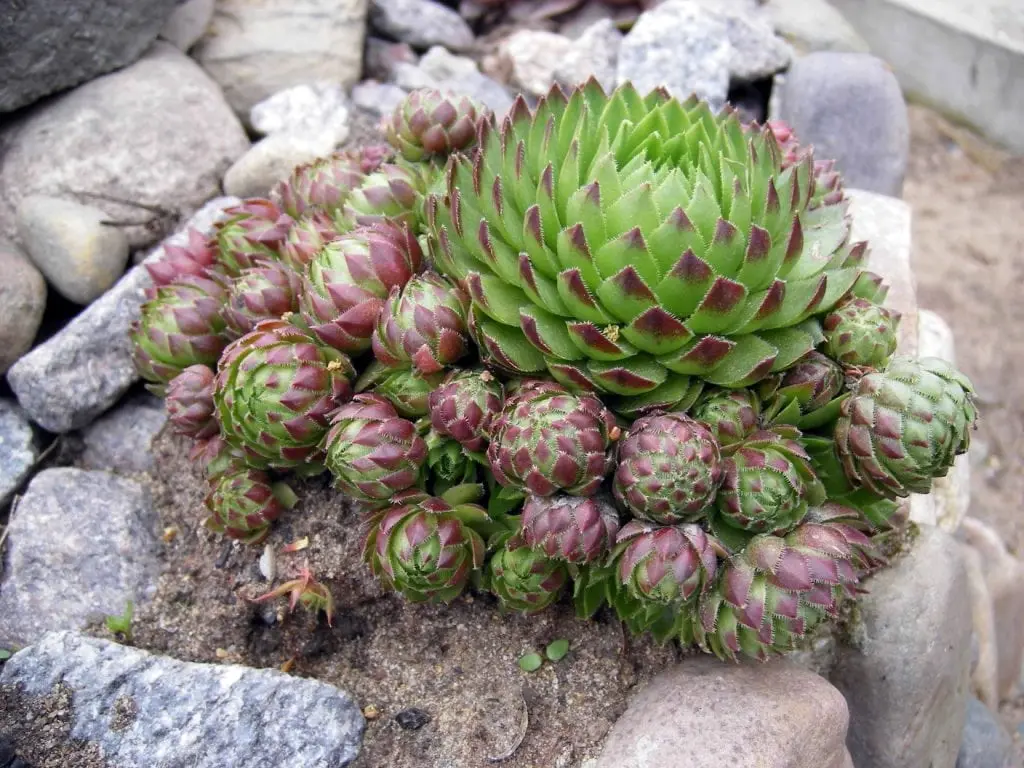 Alpine slide plants (coniferous, ground cover, flowering), names and photos of the most popular species in 2022