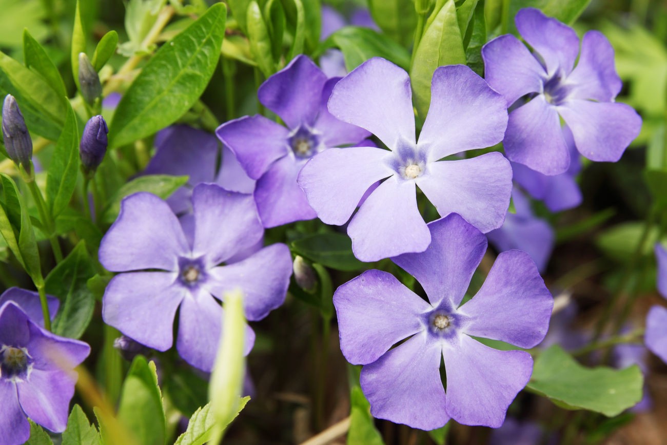 Alpine slide plants (coniferous, ground cover, flowering), names and photos of the most popular species in 2022