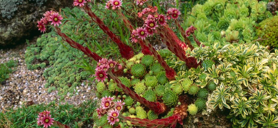 Alpine slide plants (coniferous, ground cover, flowering), names and photos of the most popular species in 2022