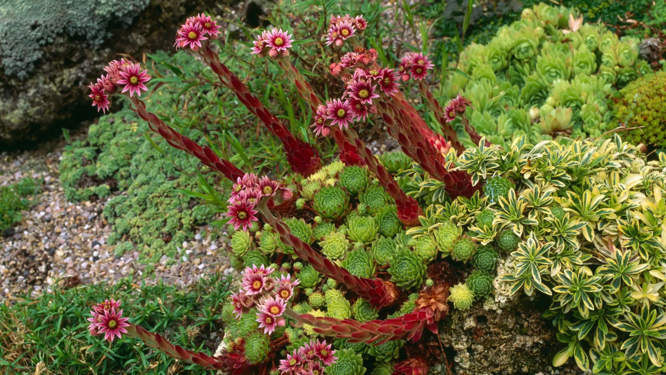 Alpine slide plants (coniferous, ground cover, flowering), names and photos of the most popular species in 2022