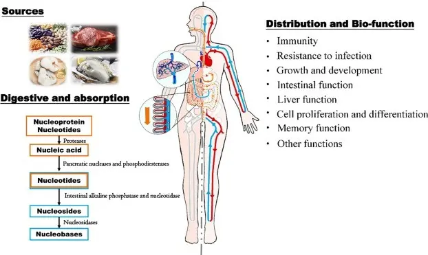 Already know dietary nucleotides? This is the key to rebuilding immunity and the intestines