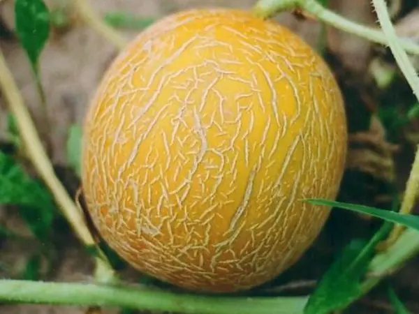 Altai melon: features of the variety and cultivation