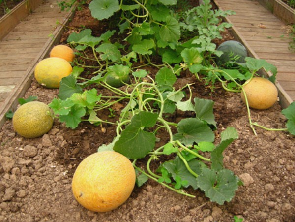 Altai melon: features of the variety and cultivation