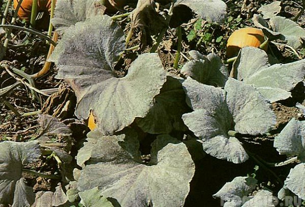 Altai melon: features of the variety and cultivation