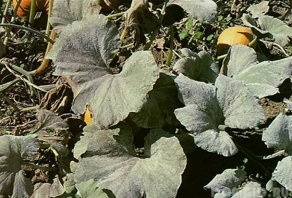 Altai melon: features of the variety and cultivation