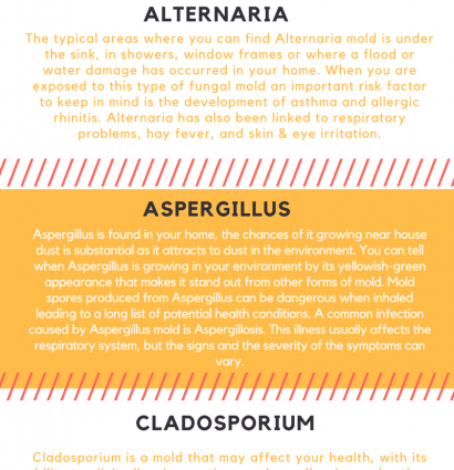 Alternaria &#8211; what are they? How Can I Deal With The Symptoms Of Allergy?