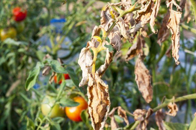 Alternariosis (dry spotting) on ​​tomatoes: photo, how to treat in a greenhouse