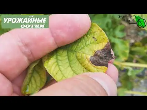 Alternariosis (dry spotting) on ​​tomatoes: photo, how to treat in a greenhouse