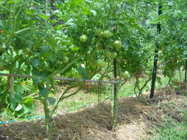 Alternariosis (dry spotting) on ​​tomatoes: photo, how to treat in a greenhouse