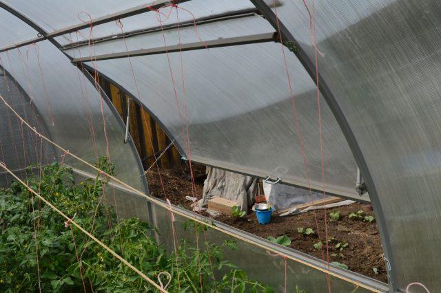 Alternariosis (dry spotting) on ​​tomatoes: photo, how to treat in a greenhouse