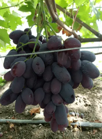 Alvika grape variety: photo and description, reviews, video