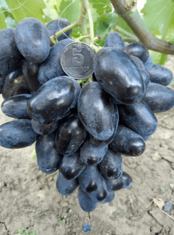 Alvika grape variety: photo and description, reviews, video