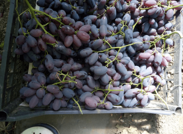 Alvika grape variety: photo and description, reviews, video