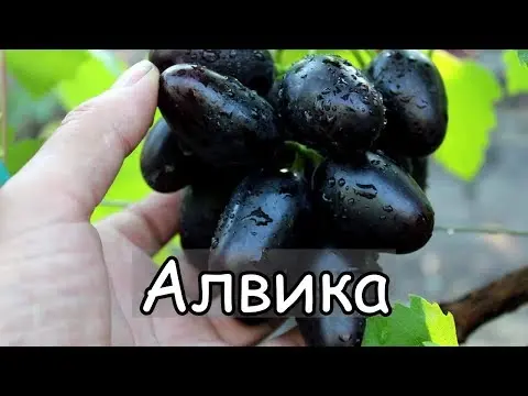 Alvika grape variety: photo and description, reviews, video