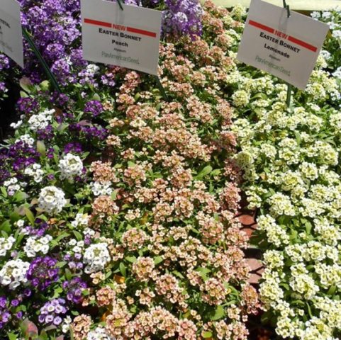 Alyssum ampelous: growing from seeds