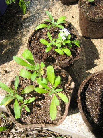 Alyssum ampelous: growing from seeds