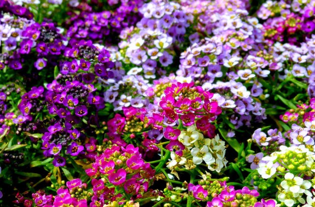 Alyssum ampelous: growing from seeds