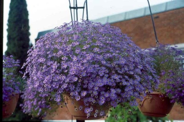 Alyssum ampelous: growing from seeds