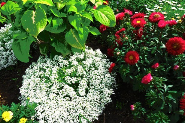 Alyssum ampelous: growing from seeds