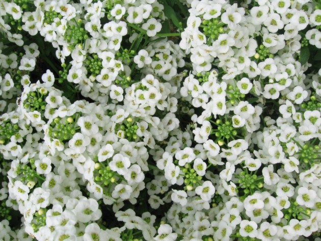 Alyssum ampelous: growing from seeds