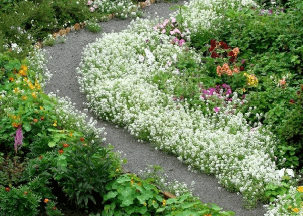 Alyssum ampelous: growing from seeds