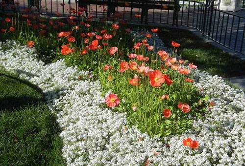 Alyssum ampelous: growing from seeds