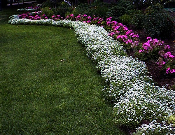 Alyssum ampelous: growing from seeds