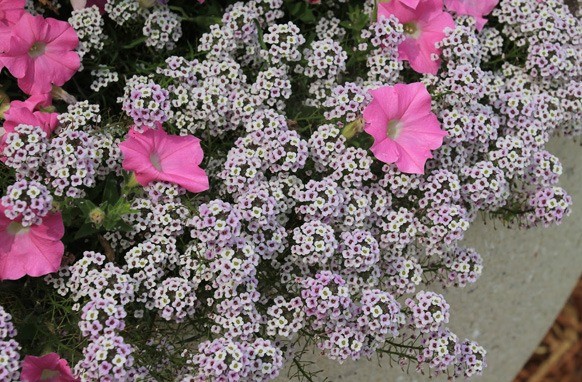 Alyssum ampelous: growing from seeds