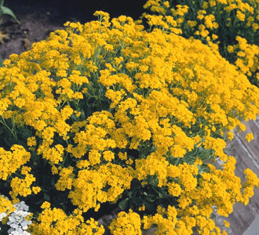 Alyssum rocky: planting and care, photo