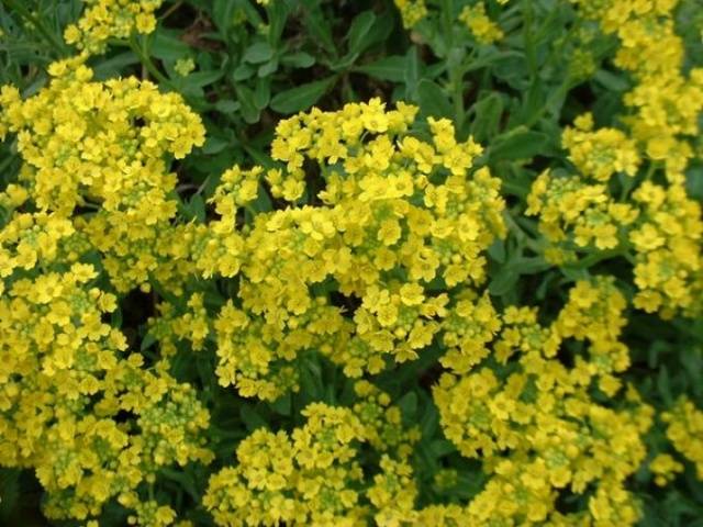 Alyssum rocky: planting and care, photo