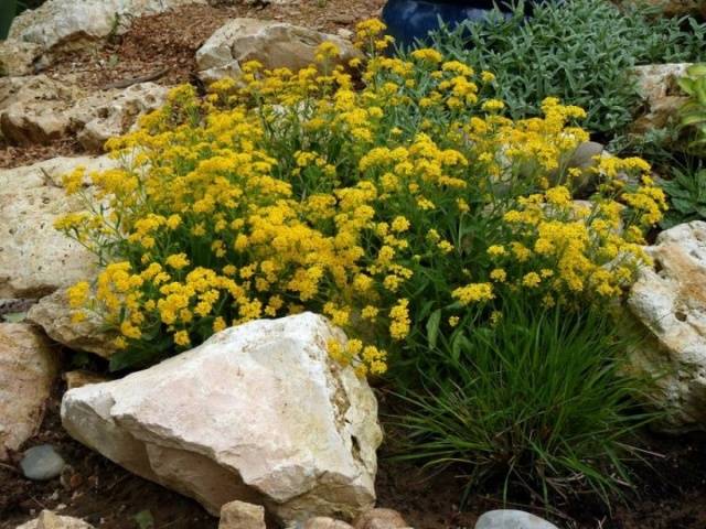 Alyssum rocky: planting and care, photo