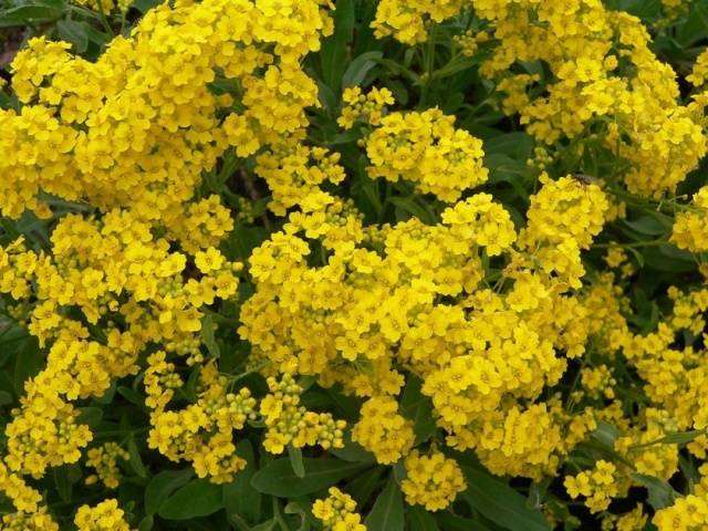 Alyssum rocky: planting and care, photo