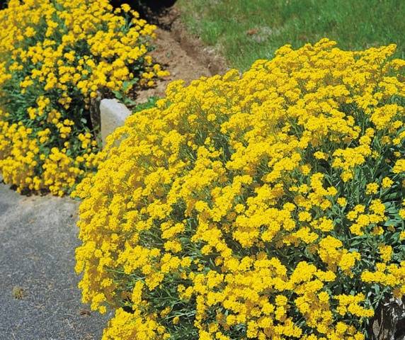 Alyssum rocky: planting and care, photo