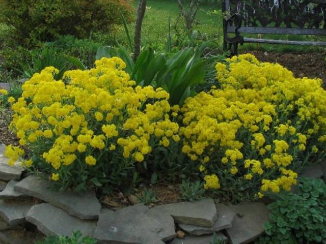 Alyssum rocky: planting and care, photo