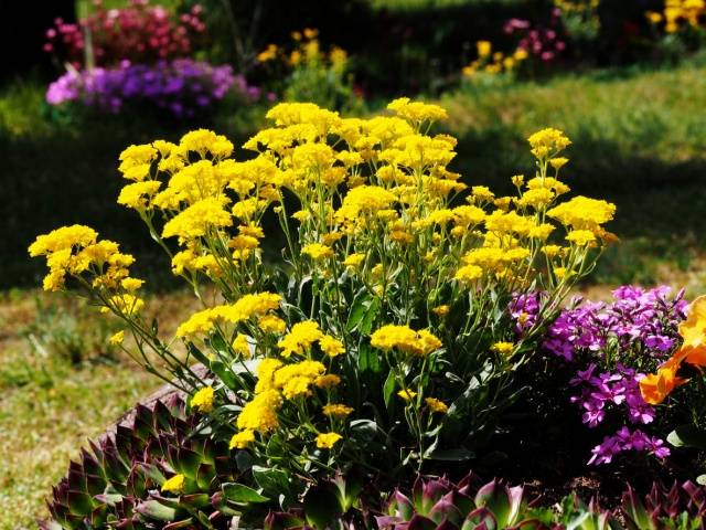 Alyssum rocky: planting and care, photo