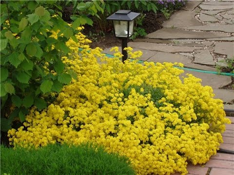 Alyssum rocky: planting and care, photo