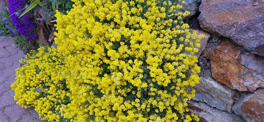 Alyssum rocky: planting and care, photo