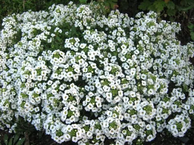 Alyssum Seed Growing Snow Carpet