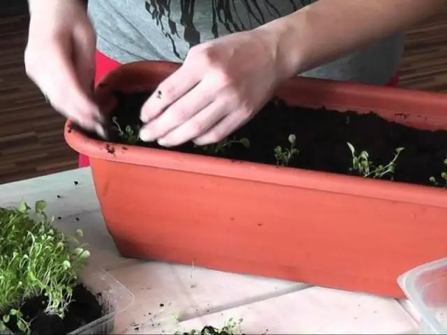 Alyssum Seed Growing Snow Carpet