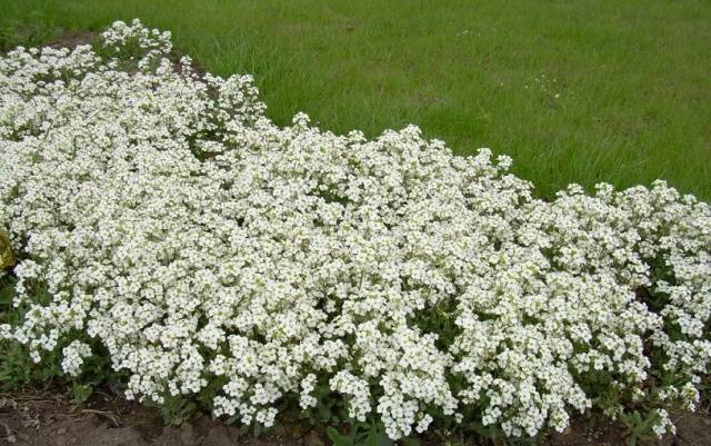 Alyssum Seed Growing Snow Carpet