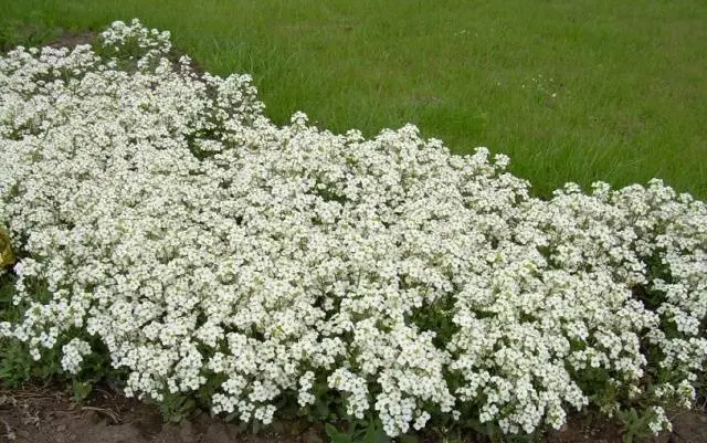 Alyssum Seed Growing Snow Carpet