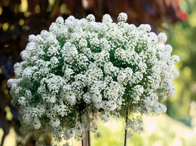 Alyssum Seed Growing Snow Carpet