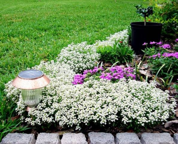 Alyssum Seed Growing Snow Carpet