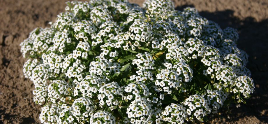 Alyssum Seed Growing Snow Carpet