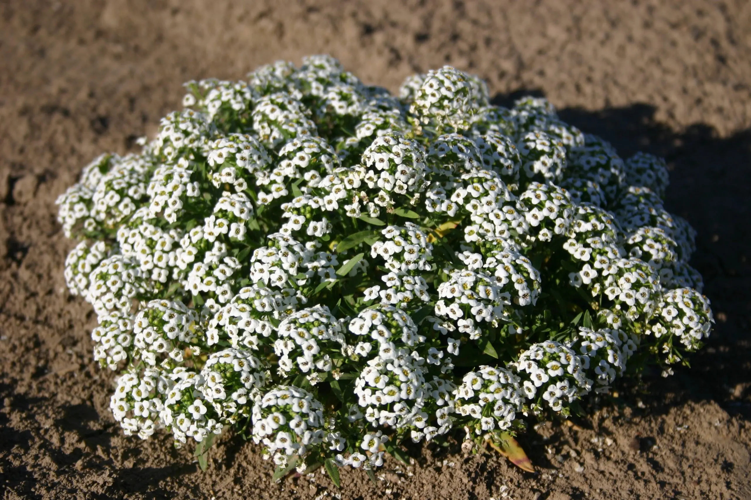 Alyssum Seed Growing Snow Carpet