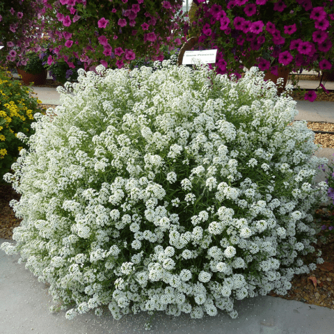 Alyssum Snow Princess (Lobularia Snow Princess): photo, description, reviews