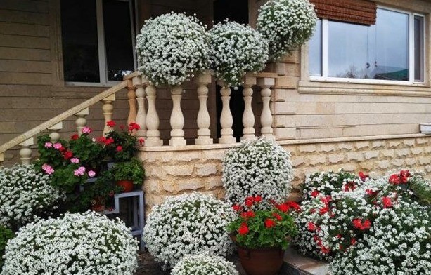 Alyssum Snow Princess (Lobularia Snow Princess): photo, description, reviews