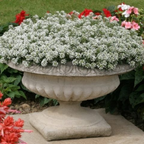 Alyssum Snow Princess (Lobularia Snow Princess): photo, description, reviews