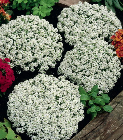 Alyssum Snow Princess (Lobularia Snow Princess): photo, description, reviews